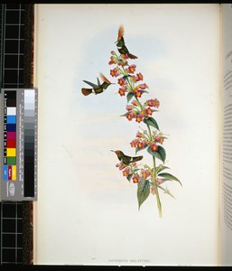 De Lattren Coquette (lophornis Delattrei) (käsinvärinen lito) tekijältä John (after) Gould