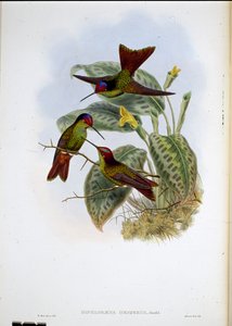 Ecuadorin sateenkaari (Diphagane Hesperus) (käsinvärinen lito) tekijältä John (after) Gould