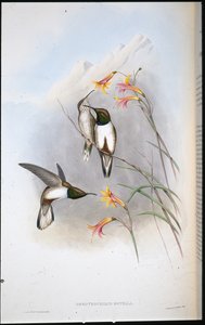 Estellan kukkulan tähtikolibri (Oreotrochilus Estella) (käsinvärinen lito) tekijältä John (after) Gould