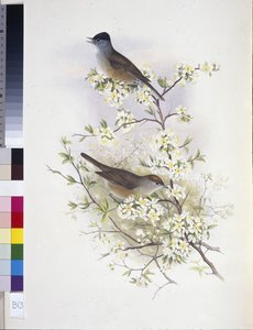 Mustapääkerttu (Sylvia atricapilla) (käsin värjätty litografia) tekijältä John (after) Gould