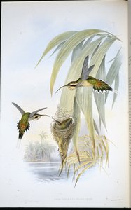Eurynome Erakko (Phaethornis Eurynome) (käsinvärinen lito) tekijältä John (after) Gould