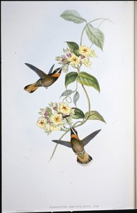Fawn-tailed piikkikurkku-kolibri (Threnetes Cervinicauda) (käsinvärinen lito) tekijältä John (after) Gould