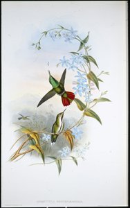 Avokki (Avocettula Recurvirostris) (käsin värjätty litografia) tekijältä John (after) Gould