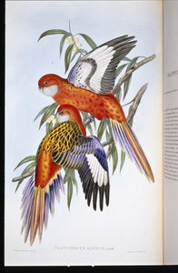 Tulinen papukaija (platycercus ignitus) (käsinvärinen lito) tekijältä John (after) Gould