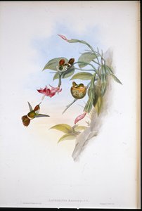 röyhelöinen coquette (Lophornis Magnificus)