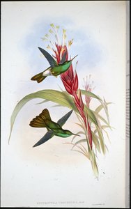 Kultapyrstö (Hypuroptila Urochrysia) (käsinvärinen lito) tekijältä John (after) Gould