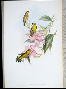 Kultakurkkukolibri (Chryso Bronchus Viriscens) (käsinvärinen lito) tekijältä John (after) Gould