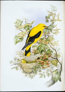 Golden Oriole (Oriolus Galbula) (käsinvärinen litho) tekijältä John (after) Gould