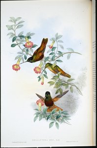 Kultainen tähti-etulevy (Helianthea Eos) (käsinvärinen lito) tekijältä John (after) Gould