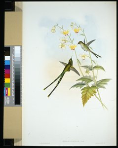 Graceful Train-bearer (lesbia gracilis) (käsinvärinen lito) tekijältä John (after) Gould