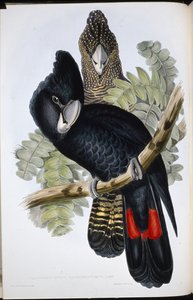 Mustakakadu (Calyptorhynchus Macrorhynchus) (käsin värjätty litografia) tekijältä John (after) Gould