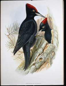Isotikka (Dryocopus Martius) (käsinvärinen lito)