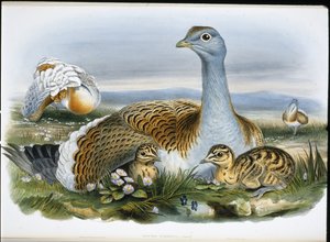 Isotauti (Otis Tarda) (käsinvärinen lito) tekijältä John (after) Gould