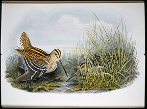 Suuri nuija (Gallinaco Major) (käsinvärinen lito) tekijältä John (after) Gould