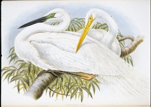 Valkohaikara (Herodias Alba) (käsinvärinen lito) tekijältä John (after) Gould