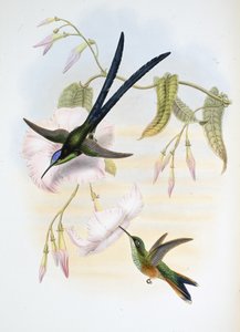 Suuri haarukkapyrstö kolibri (Hylonymphia Macrocerca) (käsinvärinen lito) tekijältä John (after) Gould