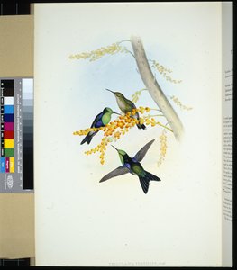 Vihreäkruunuiset panopliitit (thalurania verticeps) (käsinvärinen lito) tekijältä John (after) Gould