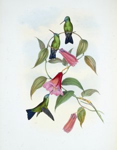 Vihreä ja sininen safiiri (eucephala smaragdocaerulea) (käsinvärinen lito) tekijältä John (after) Gould