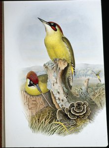 Vihreä tikka (Gecinus Viridis) (käsinvärinen lito) tekijältä John (after) Gould