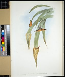 Harmakurkku erakko (phaethornis griseogularis) (käsinvärinen lito) tekijältä John (after) Gould