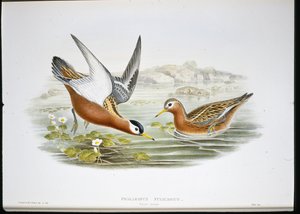 Harmaa phalarope (Phalaropus Fulicarius) (käsinvärinen lito) tekijältä John (after) Gould