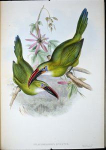 Groove-Bill Toucan (Aulacorhamphus Sulcatus) (käsinvärinen lito) tekijältä John (after) Gould