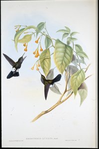 Hoary Puff-leg (Eriocnemis Lugens) (käsinvärinen lito) tekijältä John (after) Gould