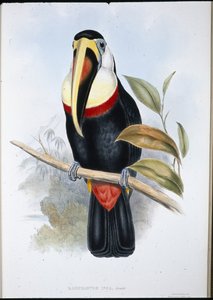 Inca Toucan (Ramphastos inica) (käsinvärinen lito) tekijältä John (after) Gould