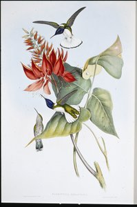Jakobiini (Florisuga Mellivora) (käsin värjätty litografia) tekijältä John (after) Gould