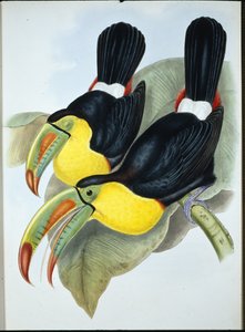 Köli-tukaani (Ramphastos Carinatus) (käsinvärinen lito)