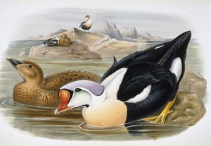 King Duck (Somateria Spectabilis) (käsinvärinen lito)