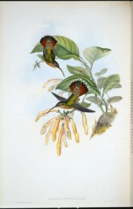 Lancelolaate erakko (Glaucis Lanceolata) (käsinvärinen lito) tekijältä John (after) Gould