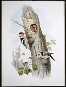 Pikkutikka (Picus Minor) (käsinvärinen lito) tekijältä John (after) Gould