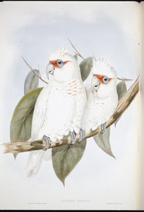 Pitkänokkakakadu (Licmetis Nasicus) (käsinvärinen lito) tekijältä John (after) Gould