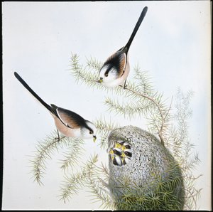 Pitkähäntätiainen (Mecistura Caudata) (käsinvärinen litho) tekijältä John (after) Gould