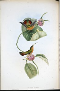 Mazeppa erakko (Glaucis Mazeppa) (käsinvärinen lito) tekijältä John (after) Gould