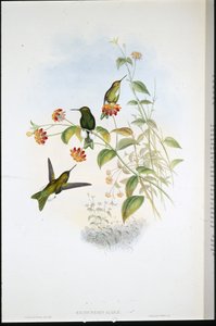 Metallinen puhvijalka (Eriocnemis Alinae) (käsinvärinen lito) tekijältä John (after) Gould