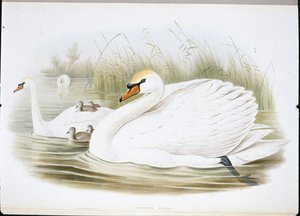 Kyhmyjoutsen (Cygnus Olor) (käsinväriset jäsenet) tekijältä John (after) Gould