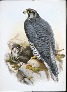 Norjalaishaukka (Falco Gyrfalco) (käsin värjätty litografia)