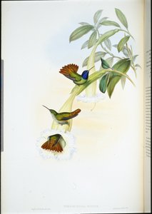 Oenone Humming-bird (Chrysuronia oenone) (käsinvärinen lito) tekijältä John (after) Gould