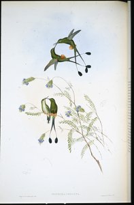 Perulainen mailapyrstö (Spathura Peruana) (käsinvärinen lito) tekijältä John (after) Gould
