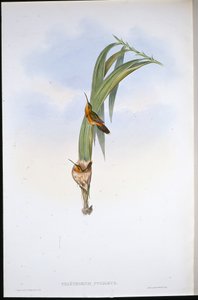 Kääpiösirri (Phaethornis Pygmaeus) (käsin värjätty litografia) tekijältä John (after) Gould