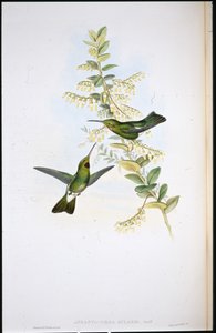 Kirppukurkkukolibri (Aphantochroa Gularis) (käsinväriset raajat) tekijältä John (after) Gould