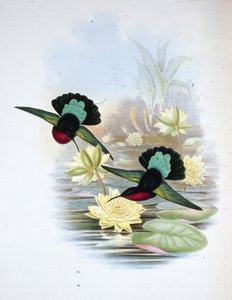Purppurarintainen karibi (Eulampis Jugularis) (käsinvärinen lito) tekijältä John (after) Gould