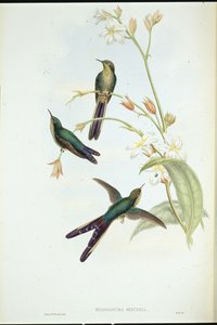 Purppurapyrstökomeetta kolibri (Sparganura Glyceria) (käsinvärinen lito) tekijältä John (after) Gould