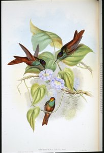 Sateenkaari (Diphogena Iris) (käsinvärinen lito) tekijältä John (after) Gould