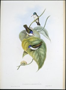 Punanukkainen taivaankruunu (Cyanomyia Quadricolor) (käsinvärinen lito) tekijältä John (after) Gould