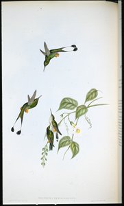 Punasaappas Racket-tail (Spathura Rufocaligata) (käsinvärinen lito) tekijältä John (after) Gould
