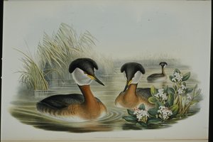 Punakaulavihku (Podiceps Rubricollis) (käsinvärinen lito) tekijältä John (after) Gould