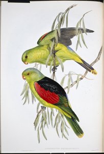 Punasiipinen lory (Aprosmictus Erythropterus) (käsinvärinen lito) tekijältä John (after) Gould